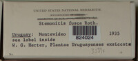 Stemonitis fusca image